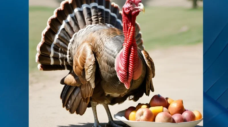 Clipart:t4h-x66pih4= Turkey